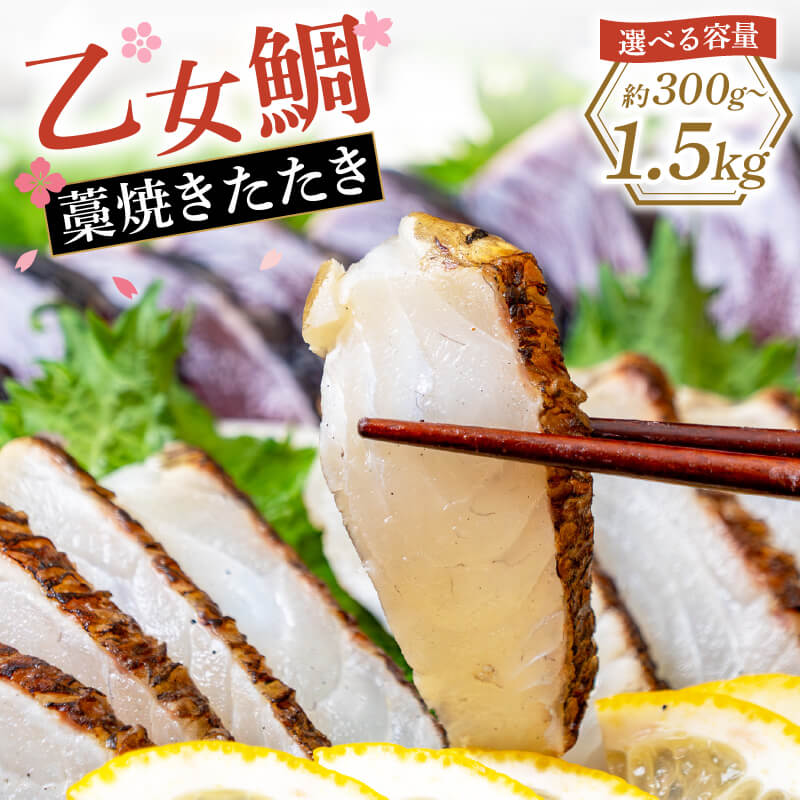 乙女鯛 藁焼き たたき 皮付き 約 300g 高知 須崎 真鯛 鯛 タイ タタキ 冷凍 グルメ ごちそう 海鮮 お取..