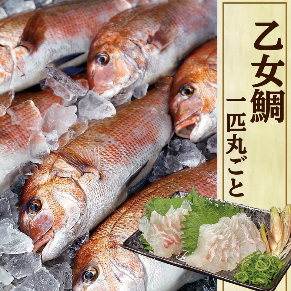 商品情報内容量1kg以上※目安であり量を保証するものではございません。付属品お勧めの食べ方原材料真鯛消費期限発送日から3日〜4日商品の特徴上品な脂がのっており、いつもは飲食店や料亭でお刺身やしゃぶしゃぶとして楽しんでいただいています。商品の状態ラウンド_1尾鱗の除去未処理_鱗ありアレルギー表示なし販売事業者株式会社小島水産