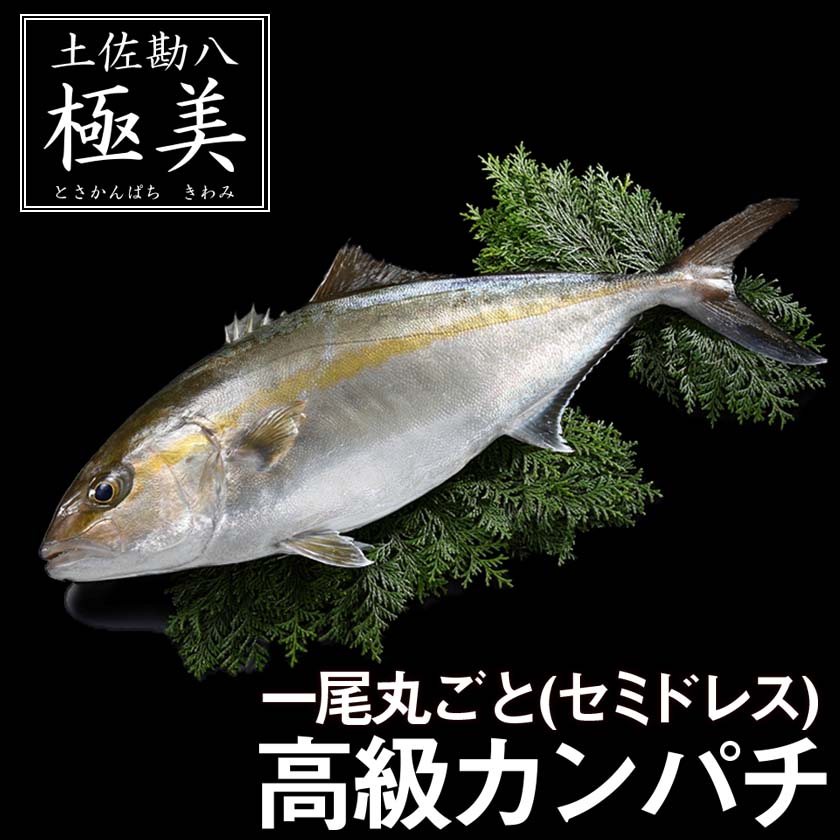 【送料無料】 高知県産カンパチ 土佐勘八“極美”（きわみ） 1尾まるごとお届け！ 勘八 冷蔵 新鮮  ...