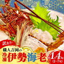 【送料無料】【訳あり】職人吉岡の冷凍伊勢海老1.4キロ (2〜7尾) えび 海老 伊勢海老 海鮮 鮮魚 新鮮 訳あり 冷凍 刺身 焼き物 汁物 いせえび お取り...