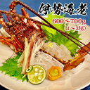 【送料無料】 職人吉岡の冷凍伊勢海老1尾~3尾(600~700g) 刺身 おせち 鍋 国産 伊勢エビ イセエビ 高知県【産地直送】 お買い物マラソン 父の日 プレゼント お中元 お歳暮 正月 産地直送 お取り寄せ