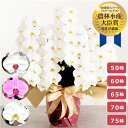 【2,000円OFFクーポン利用OK】大輪胡蝶蘭 <5本立ち> らんや 黒臼洋蘭園 お祝い 就任祝い 開店祝い 移転祝い 周年祝い 叙勲祝い 当選祝い 昇進祝い...