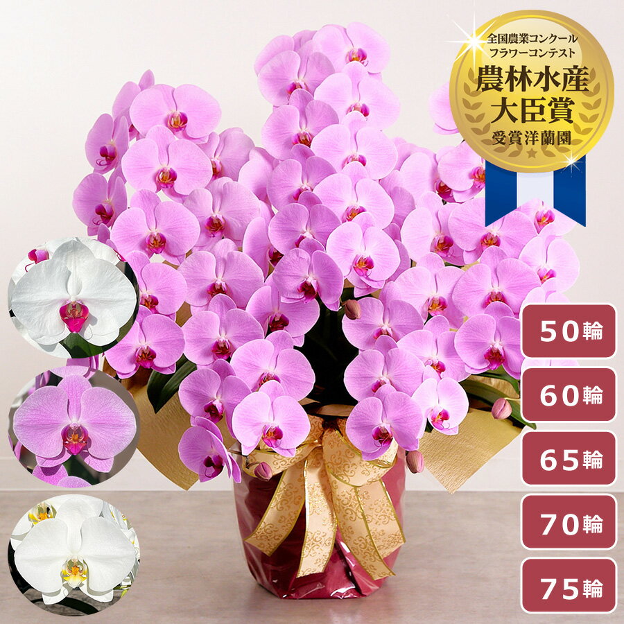 【2,000円OFFクーポン利用OK】 胡蝶蘭 大輪胡蝶蘭 ＜5本立ち＞ らんや 黒臼洋蘭園 こちょ...