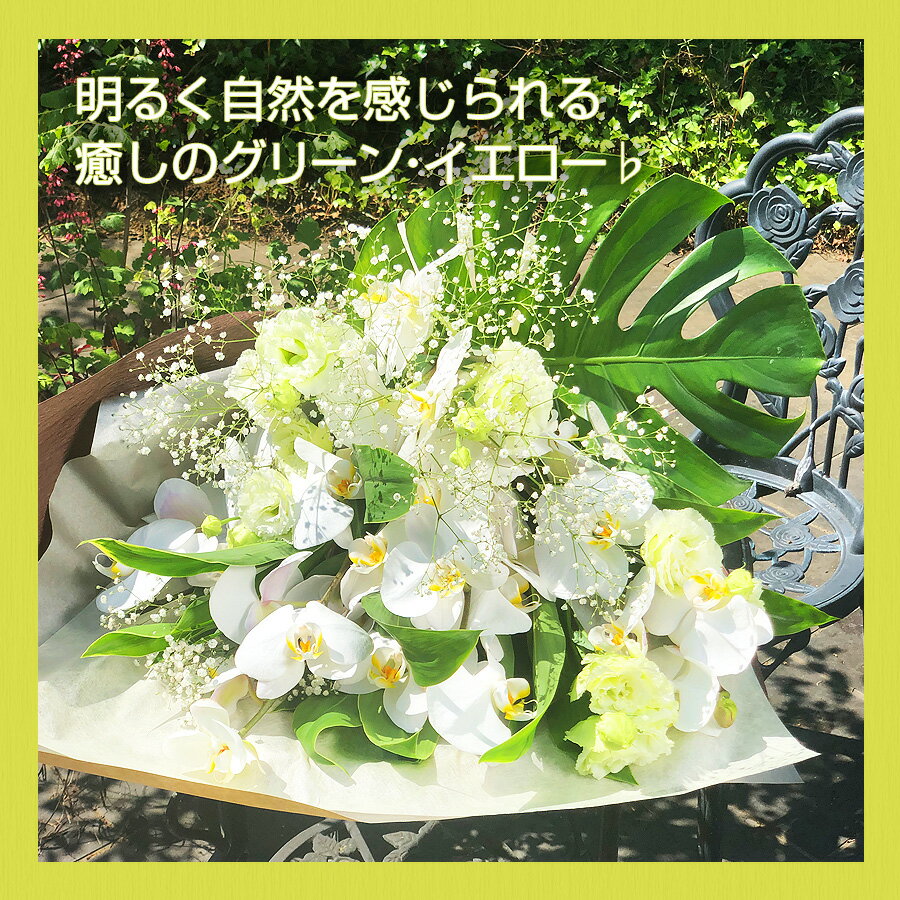 人気ブランドを 胡蝶蘭花束 Lサイズ らんや 黒臼洋蘭園 お祝い 還暦 就任 昇進 栄転 上場 退職 洋蘭 誕生日 贈り物 開業 周年 贈り物 はなやか 誕生日 フラワーギフト プレゼント Twistedpuppy Com 人気ブランドを 胡蝶蘭花束 Lサイズ らんや 黒臼洋蘭園 お祝い 還暦 就任 昇進 栄転 上場 退職 洋蘭 誕生日 贈り物 開業 周年 贈り物 はなやか 誕生日 フラワーギフト プレゼント Twistedpuppy Com