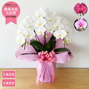 【最大1,000円OFFクーポン利用OK】中輪胡蝶蘭 <2本立ち/3本立ち> らんや 黒臼洋蘭園 生花 贈り物 フラワーギフト プレゼント お祝い 新築お祝い ...