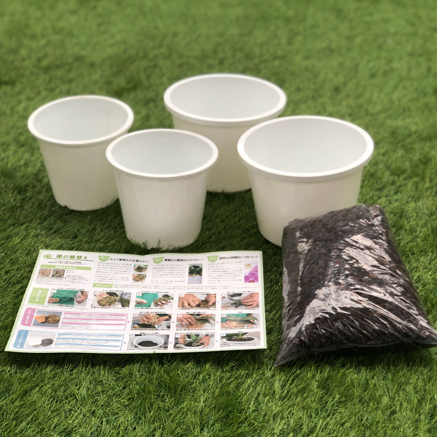 植替えセット プラ鉢2種類×2個 黒臼洋蘭園　コチョウラン　植替え　バーク　プラスチック鉢　植替え手順