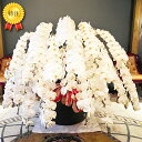 【2,000円OFFクーポン利用OK】胡蝶蘭 白 大輪 20本立ち 【特注 関東限定】らんや 黒臼洋蘭園 お祝い イベント 発表会 展示会 式典 パーティー 祝...