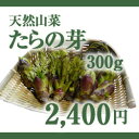 天然山菜　たらの芽　300g　（採取者・白井）