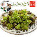 山菜ランキング1位受賞生産者！【2024年予約販売】天然山菜 ふきのとう 500g(採取者・笑顔の里)