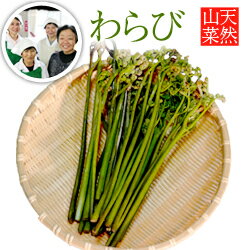 山菜ランキング1位受賞生産者！【2024年予約販売】【天然山菜】わらび 1kg(採取者・笑顔の里)