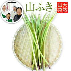 山菜ランキング1位受賞生産者！【2024年予約販売】天然山菜山ふき 1kg(採取者 笑顔の里)天然物/天然山ふき/天然山フキ/天然山蕗 新潟