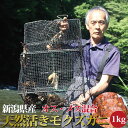 天然活き モクズガニ オス・メス混合1kg(5匹〜10匹) 新潟県産 （生産者:貝沼)