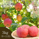 りんご ふじ 山形県産 天童 3kg ギフト 贈答用 家庭用 11月下旬頃順次発送予定(4)