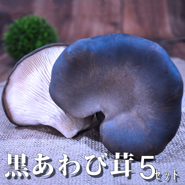 黒あわび茸 きのこ 生 とれたて 高級 【おひとり様5パック1セットまで】 滋賀県産 5パックスペシャルきのこマイスター 希少 きのこ炒め物 揚げ物 煮物 産地直送 とれたて おいしがうれしが new…