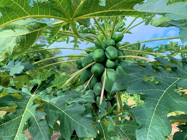 沖縄県産青パパイヤ1個（350g〜500g）（写真の物と形が同じものが送られるとは限りません。種類が異なる場合があります。） 2