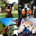 ペット用品 犬 おもちゃ 噛む ボール 丈夫 ゴムボール 小型犬 中型犬 大型犬 運動不足解消 ストレス発散 丸型 しつけ 遊び道具 屋内 屋外 庭 ドッグトイ...