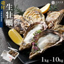 坂越産 殻付き生牡蠣 生食用 1kg / 2kg /3kg /4kg / 5kg / 6kg / 7kg / 8kg / 9kg / 10 kg【牡蛎 牡蠣 かき カキ 殻付き からつき 殻付き牡蠣 殻付きかき 生かき 生がき 生カキ 生ガキ 生牡蠣 生食 生食用 赤穂 坂越 お取り寄せ 送料無料 坂越かき なまかき 光栄水産】