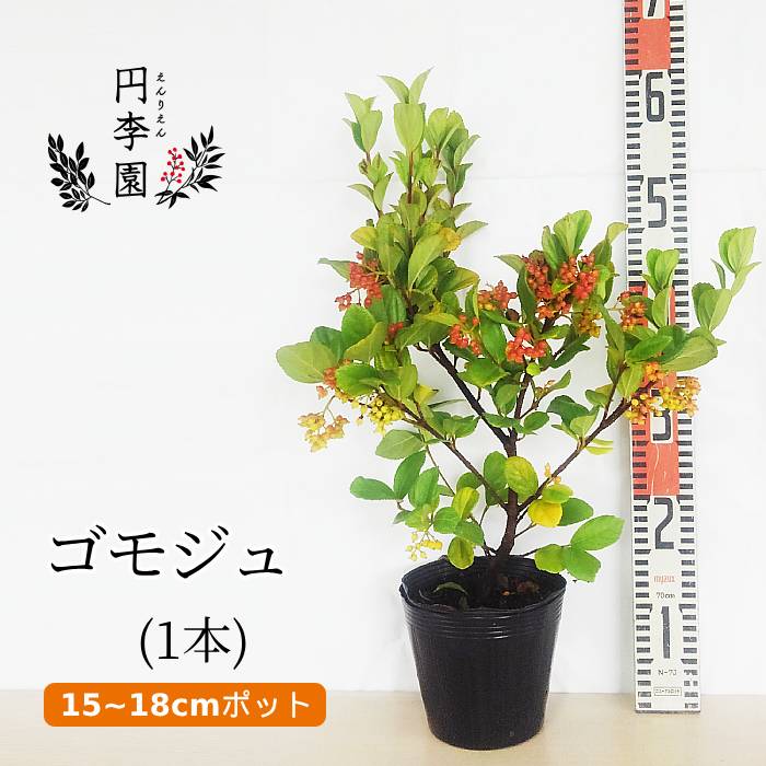 ゴモジュ15～18cmポット【1本】樹高30～50cm前後/ 鉢植え・庭木・生垣・ガーデニング・園芸・シンボルツリー・タイトウガマズミ・コウルメ・ごもじゅ・胡麻樹・御門樹・春に小さな白い花が咲く木・オレンジの実が付く木・Viburnum suspensumのサムネイル