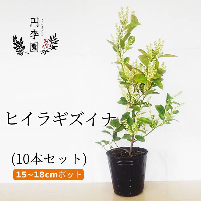 送料無料！ヒイラギズイナ15cmポット【10本セット】樹高30～50cm前後 / 鉢植え・庭木・花壇・生垣・ガーデニング・園芸・シンボルツリー・雑木・目隠し・成長は穏やかで春に白い房状の花が咲く・常緑小高木・ひいらぎずいな・柊随菜・ユキノシタ科・Itea oldhamii