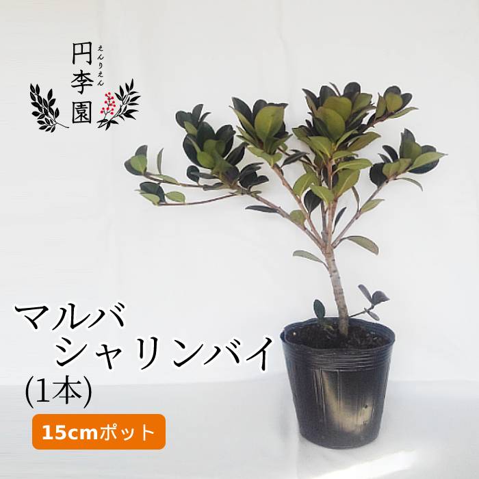 マルバシャリンバイ15cmポット【1本】30～40cm前後 / 鉢植え・庭木・花壇・生垣・ガーデニング・園芸・低木・まるばしゃりんばい・丸葉車輪梅・成長が遅く潮風に強い木・Rhaphiolepis umbellataのサムネイル