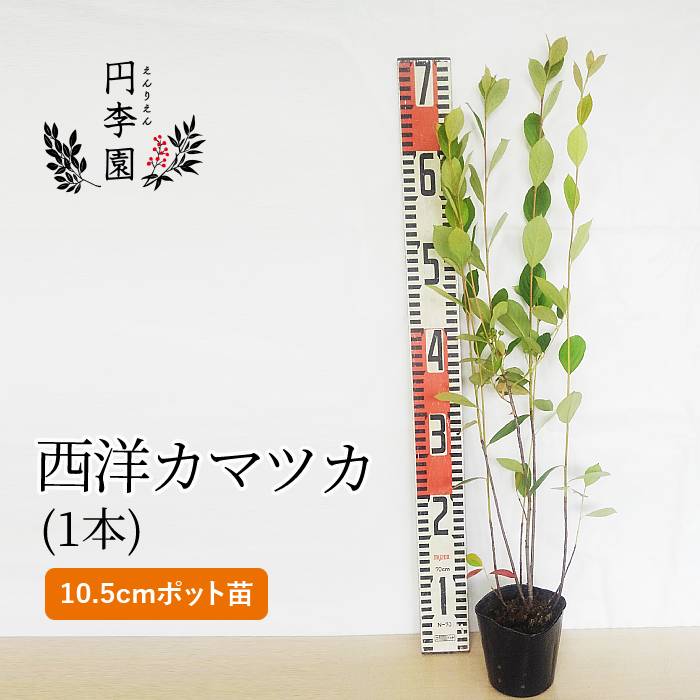 西洋カマツカ10.5cmポット【1本】樹高50～80cm / 鉢植え・庭木・花壇・生垣・ガーデニング・園芸・人気の雑木・シンボルツリー・せいようかまつか・アロニア・あろにあ・チョークベリー・ちょーくべりー・春に白い花が咲き秋に赤い実のなる木・Aronia albutifoliaのサムネイル