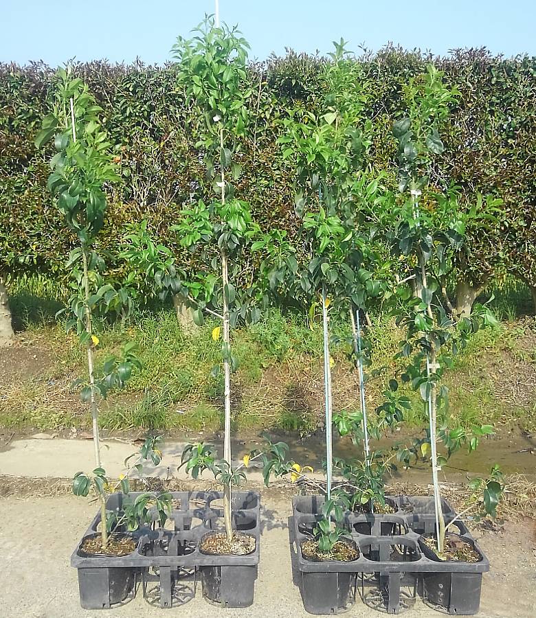 高額売筋 鉢植え 庭木 花壇 生垣 ガーデニング 園芸福岡県うきは市から直送致します ソヨゴ15 18cmポット 樹高100 1cm前後 園芸 シンボルツリー 雑木 目隠し 春に白い花が咲き秋に赤い実が付く 常緑小高木 ソヨギ フクラシバ そよご モチノキ科 Ilex Pedunculosa