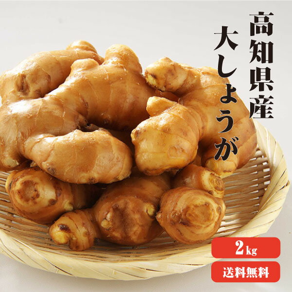 【送料無料】高知県産　大生姜（おおしょうが） 2Kg　|生姜 国産 大生姜 酢しょうが しょうが 紅茶 ショウガ 生姜 保存 生姜 生姜 効能 根生姜