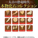 ライブエンタープライズ 本物化石コレクション ZH-CAP-0101 図鑑 化石 夏休み 自由研究 子供 サイエンス 雑貨 コレクション インテリア 恐竜時代 ...