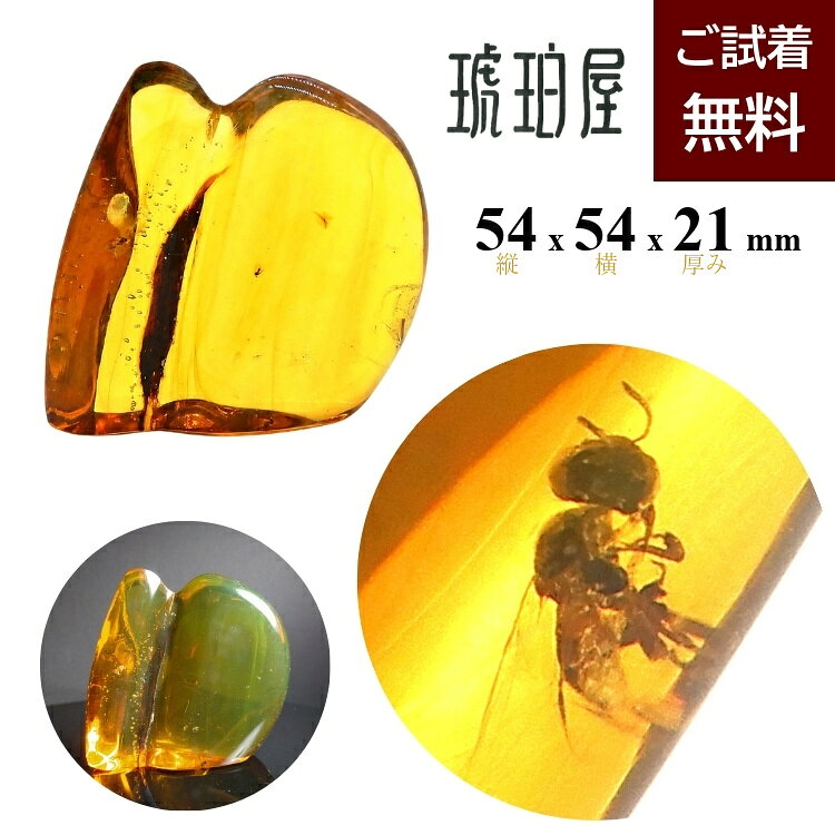 楽天市場】琥珀 化石の通販