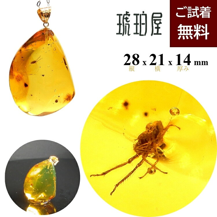 楽天市場】琥珀 虫入（レディースジュエリー・アクセサリー