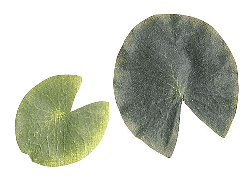 【カメヤマ】フローティングキャンドルロータスリーフ