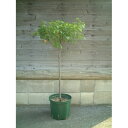 スリットポット 径30cm×底径26cm×高さ26.5cmCSM−300 モスグリーン