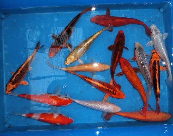 錦鯉 病気 症状 みんな探してる人気モノ 錦鯉 病気 症状 ペット ペットグッズ 錦鯉 病気 症状 みんな探してる人気モノ 錦鯉 病気 症状 ペット ペットグッズ