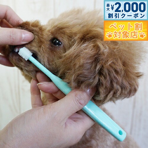【最大2000円OFFクーポン！＆店内ポイント最大62倍！本日限定！】シグワン 子犬用歯ブラシ 犬用 ...