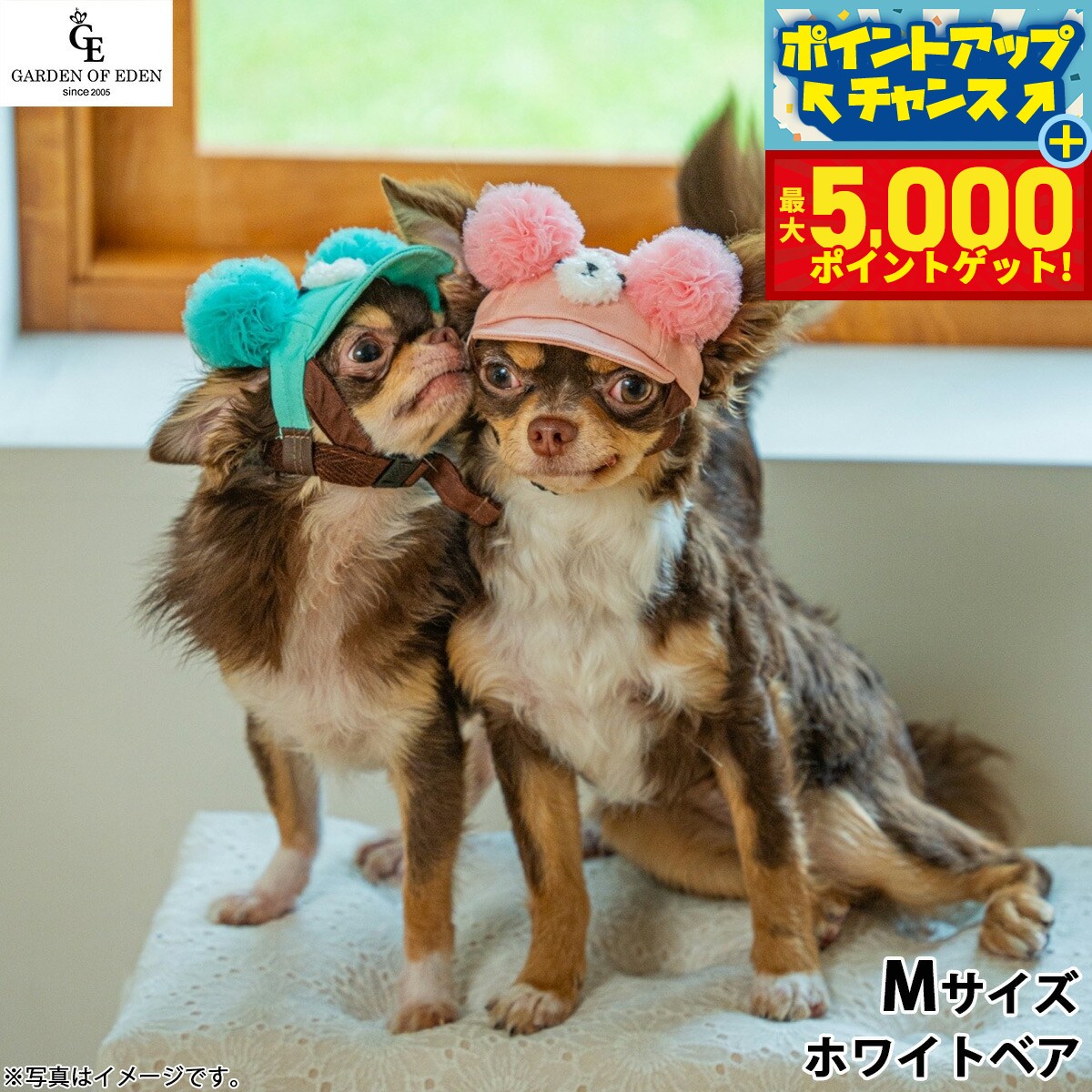 �ں���5000pt�Хå���14��10�����۸���˹�� �����ǥ󥪥֥��ǥ� �ǥ˥�ݥ�ݥ�٥�CAP M �ۥ磻�ȥ٥�������̵���� ������� ��...