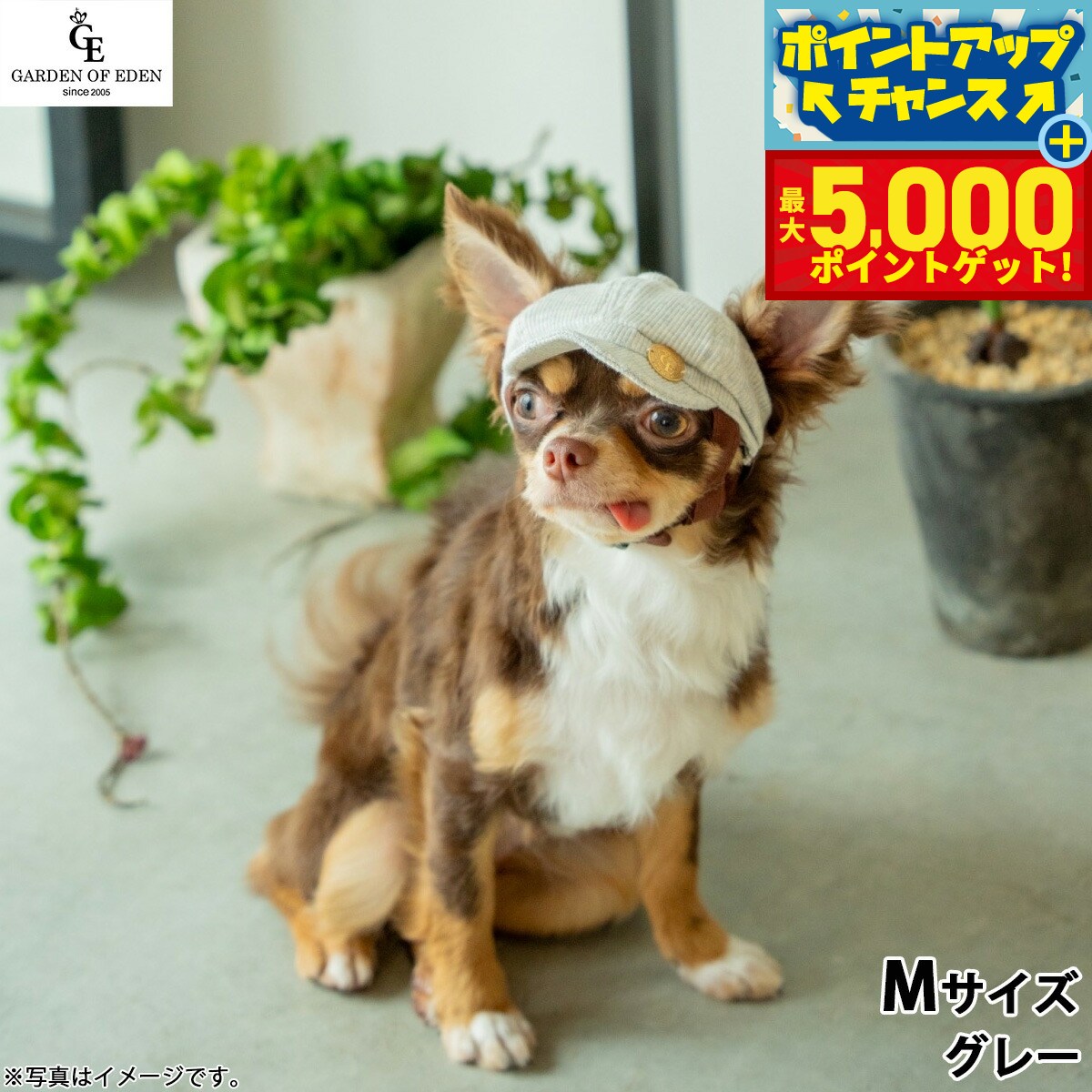 �ں���5000pt�Хå���14��10�����۸���˹�� �����ǥ󥪥֥��ǥ� �������˥å����åȥ󥭥㥹���å� M ���졼������̵���� ������� ...