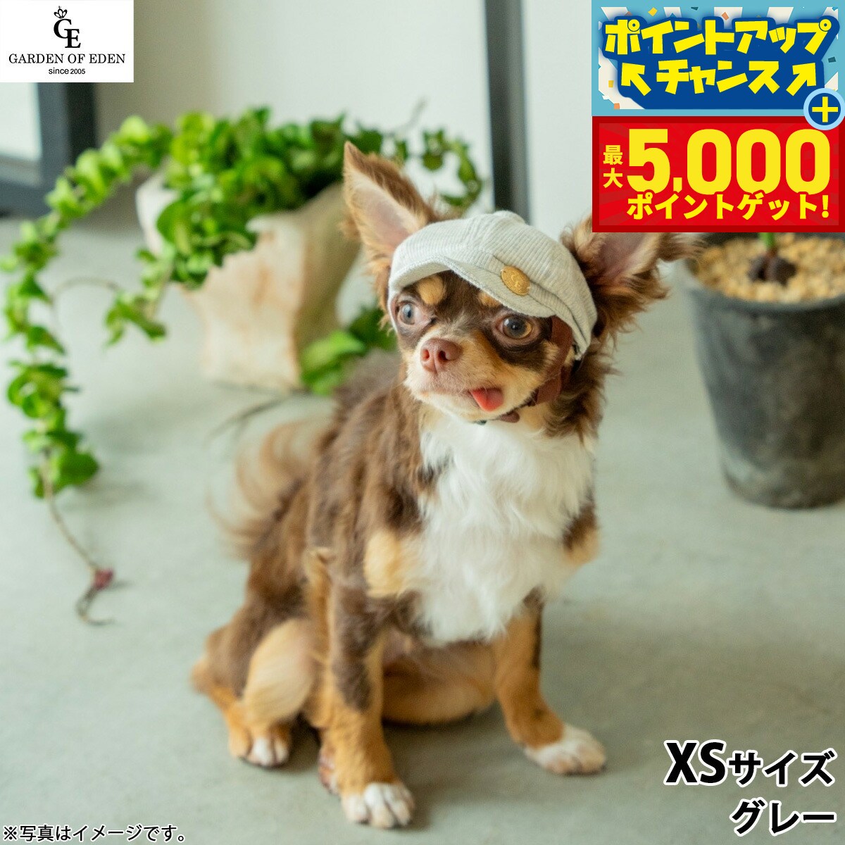 �ں���5000pt�Хå���14��10�����۸���˹�� �����ǥ󥪥֥��ǥ� �������˥å����åȥ󥭥㥹���å� XS ���졼������̵���� �������...