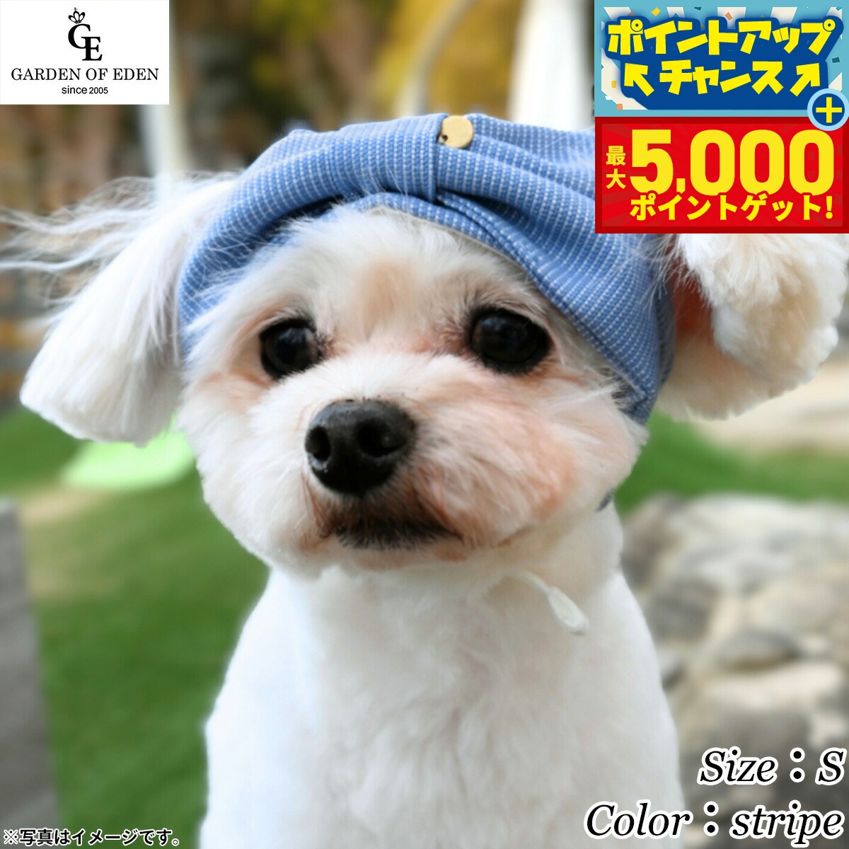 �ں���5000pt�Хå���14��10�����۸���˹�� �����ǥ󥪥֥��ǥ� Garden of Eden �ӥå���ܥ�إ��Х�� S strip...