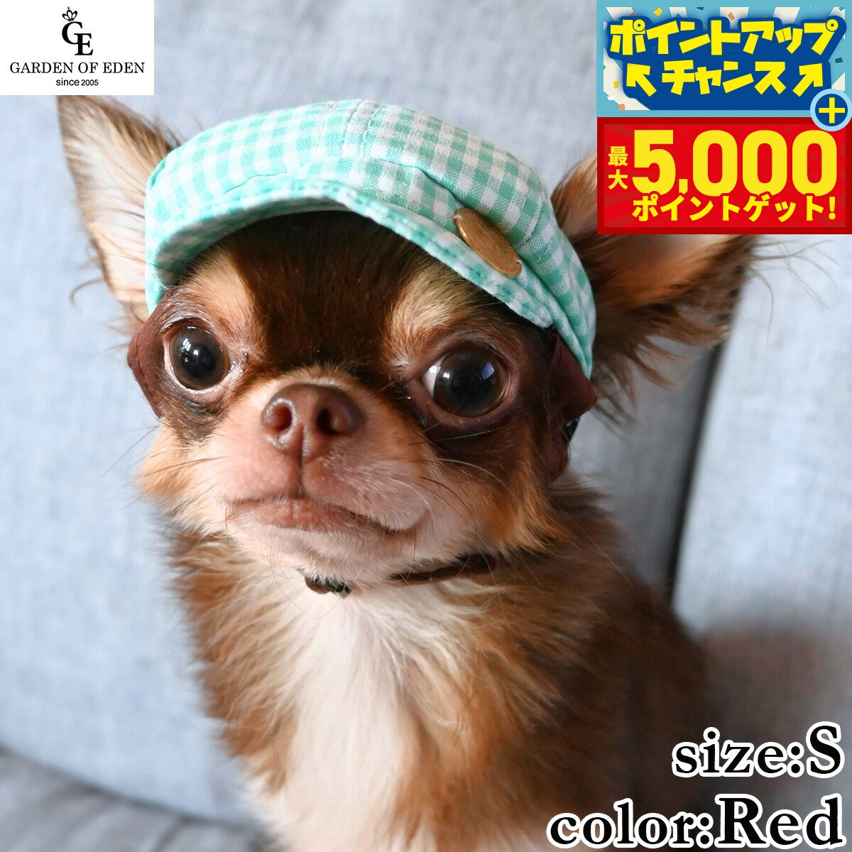 �ں���5000pt�Хå���14��10�����۸���˹�� �����ǥ󥪥֥��ǥ� ���󥬥�����å����㥹���å� S ��å�