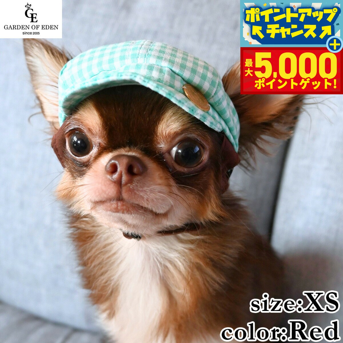 �ں���5000pt�Хå���14��10�����۸���˹�� �����ǥ󥪥֥��ǥ� ���󥬥�����å����㥹���å� XS ��å�