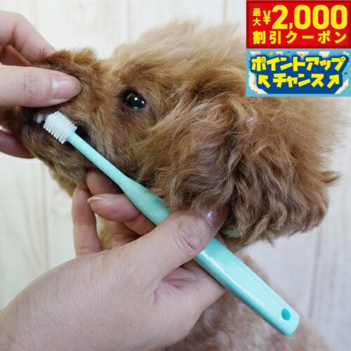 【最大2000円OFFクーポン！＆店内ポイント最大50倍！マラソン限定！】シグワン 子犬用歯ブラシ  ...