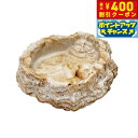 【400円OFFクーポン!&店内ポイント最大39倍!本日限定!】スドー レプティボウル2 SF