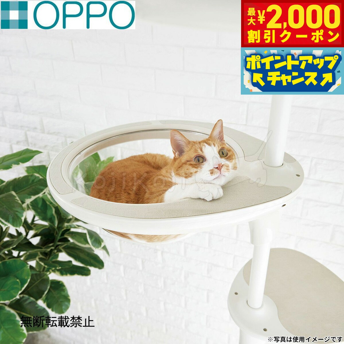楽天市場】oppo catforest(キャットフォレスト)の通販
