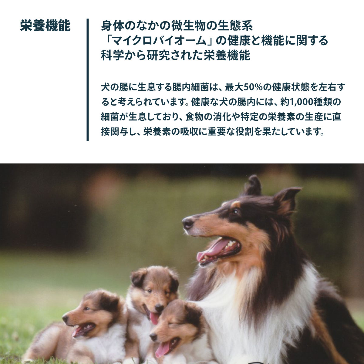サンプル画像3