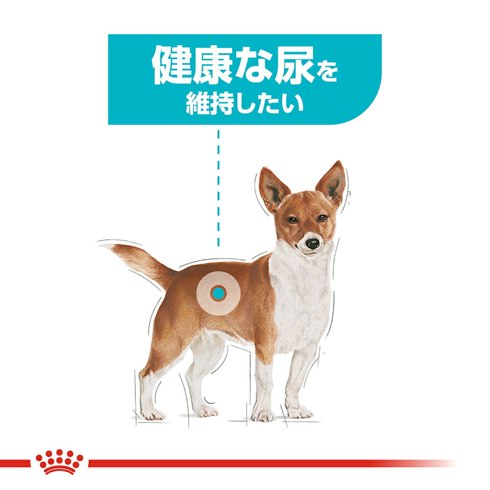 【店内ポイント最大40倍！本日限定！】ロイヤルカナン 犬 ドッグフード ケーナイン...