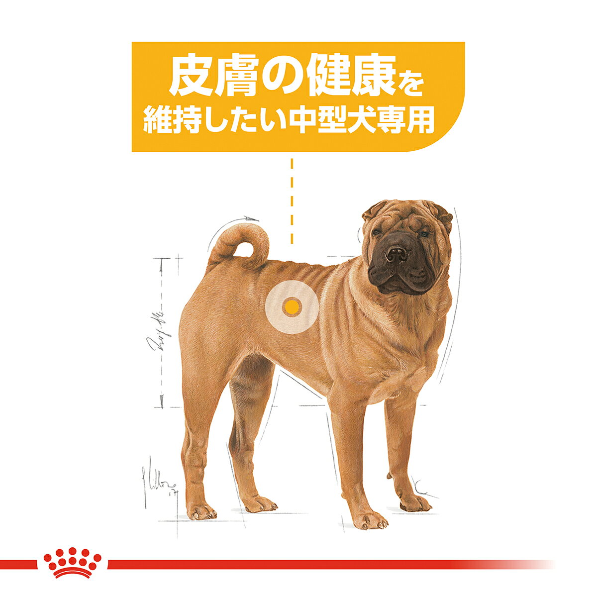 サンプル画像3