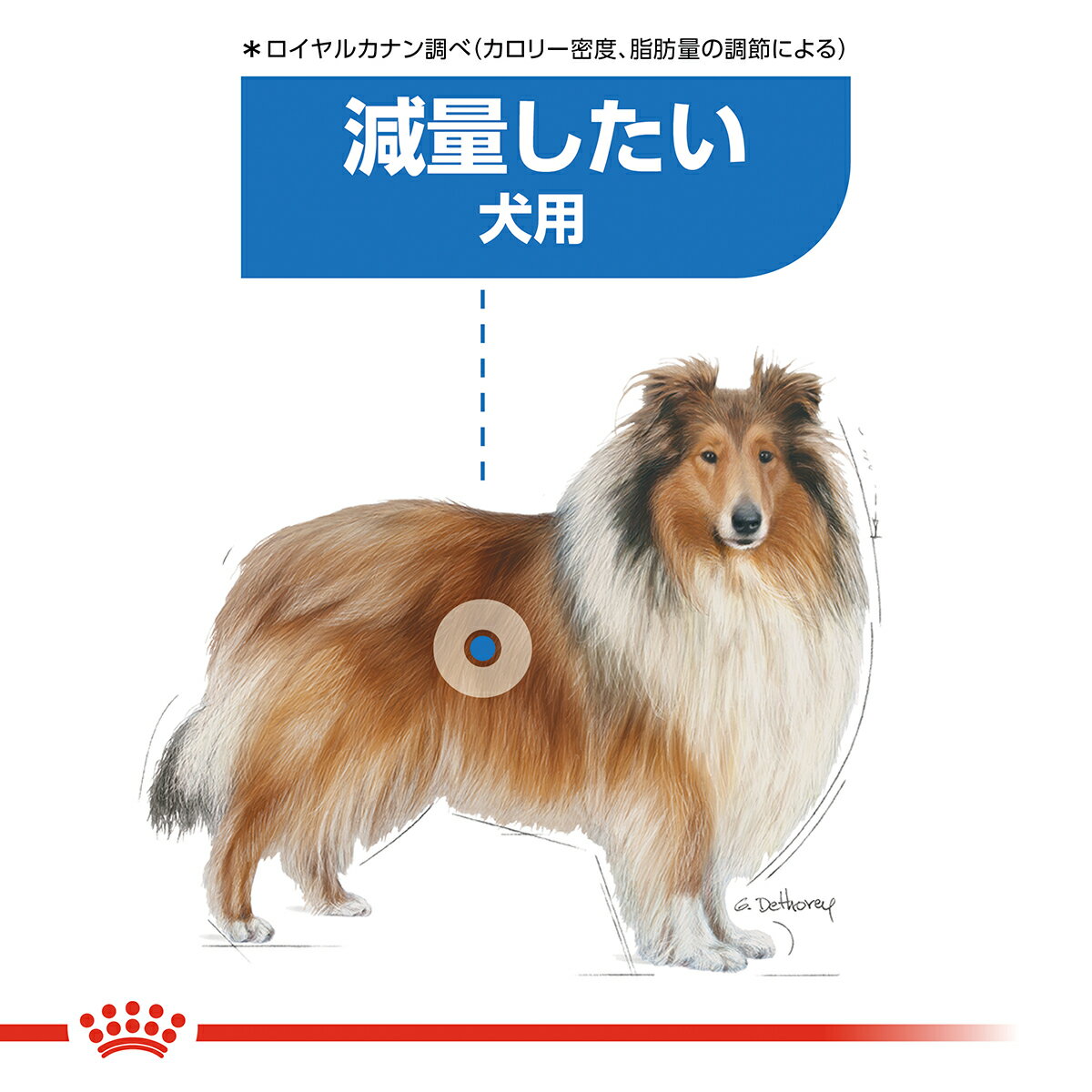 【店内ポイント最大42倍！本日限定！】ロイヤルカナン 犬 ドッグフード ケーナイン...