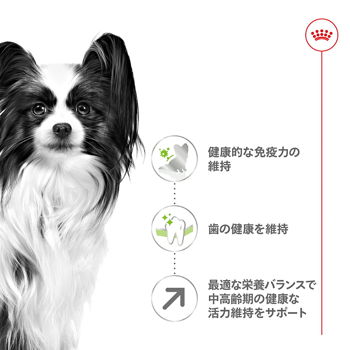 【店内ポイント最大40倍！本日限定！】ロイヤルカナン 犬 ドッグフード サイズヘル...