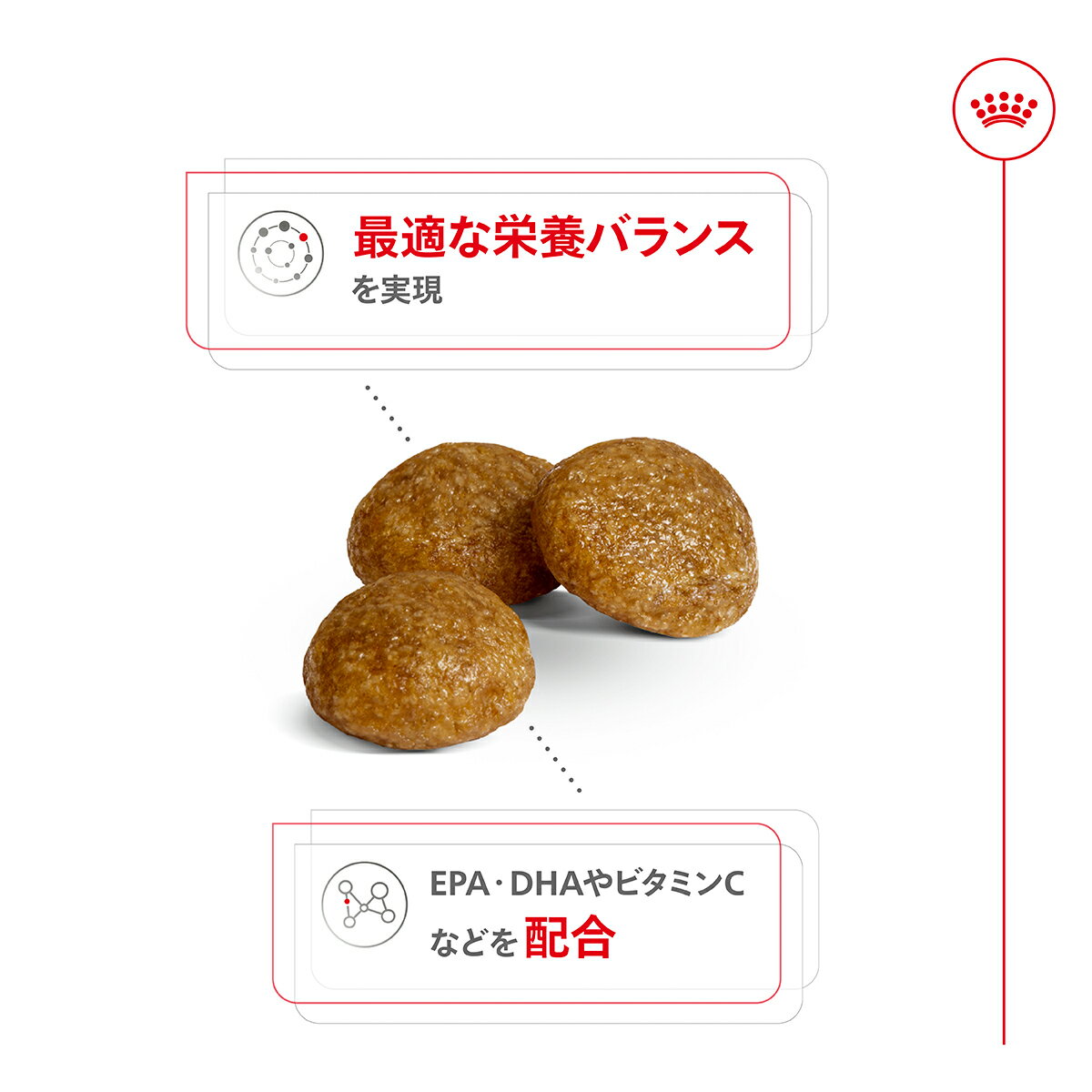【店内ポイント最大40倍！本日限定！】ロイヤルカナン 犬 ドッグフード サイズヘル...