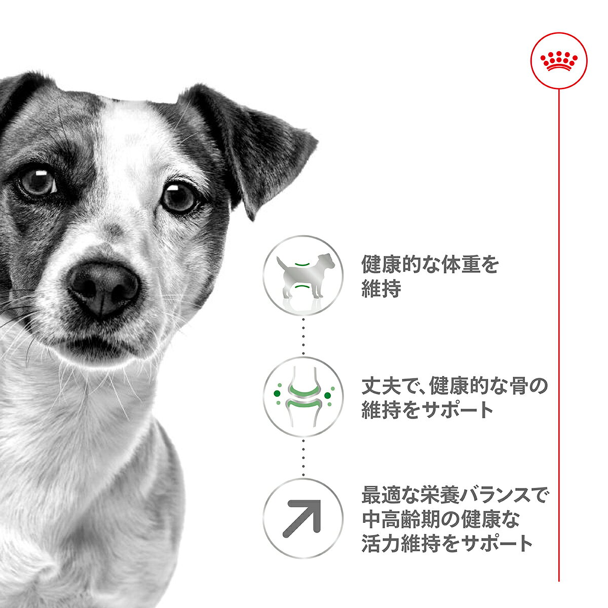 【店内ポイント最大42倍！5月18日！】ロイヤルカナン 犬 ドッグフード サイズヘル...